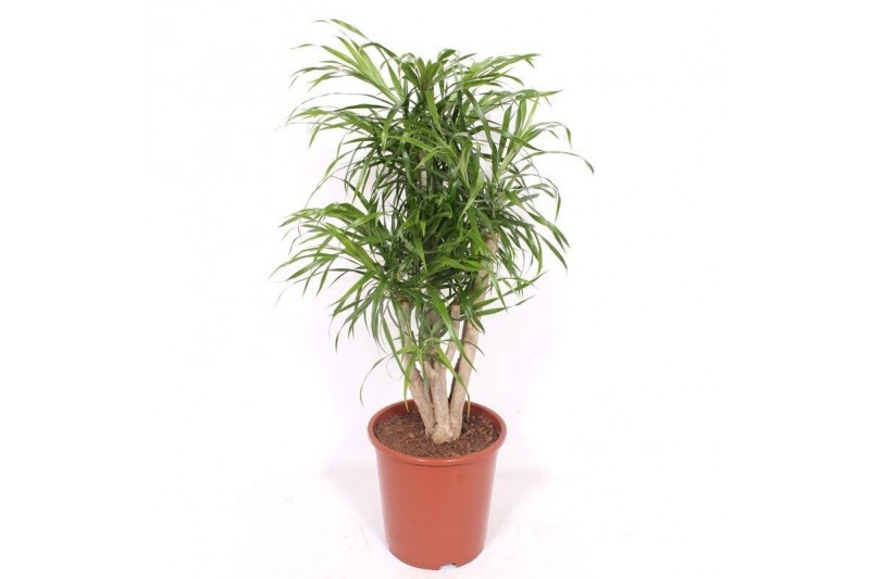 Dracaena reflexa anita 