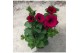 Petunia alpe tunia dark purple Alpetunia® Dark Purple 