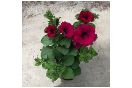Petunia alpe tunia dark purple Alpetunia® Dark Purple