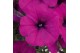 Petunia alpe tunia dark purple Alpetunia® Dark Purple 