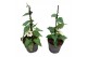 Thunbergia alata overig Thunbergia alata White Halo 
