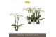 Phalaenopsis wit Maistro Beethoven - 2 tak, 18+ bloem - 60cm 