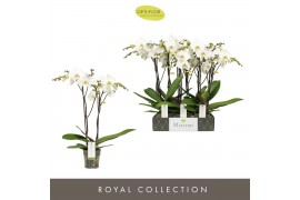 Phalaenopsis wit Maistro Beethoven - 2 tak, 18+ bloem - 60cm
