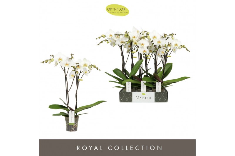 Phalaenopsis wit Maistro Beethoven - 2 tak, 18+ bloem - 60cm 