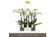 Phalaenopsis wit Maistro Beethoven - 2 tak, 18+ bloem - 60cm 