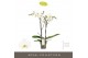 Phalaenopsis wit Maistro Beethoven - 2 tak, 18+ bloem - 60cm 