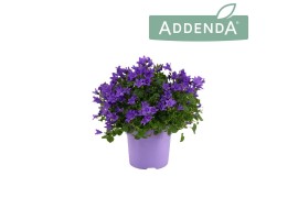 Campanula port. ambella purple