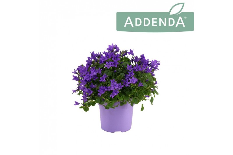Campanula port. ambella purple 