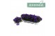Campanula port. ambella purple 