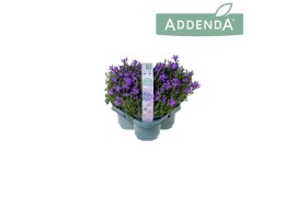 Campanula port. ambella intense purple addenda 3-pack