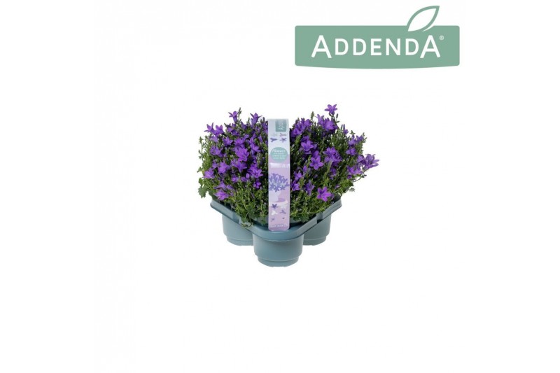 Campanula port. ambella intense purple addenda 3-pack 