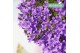Campanula port. ambella intense purple addenda 3-pack 