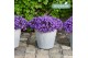 Campanula port. ambella intense purple addenda 3-pack 