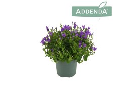 Campanula port. ambella intense purple addenda