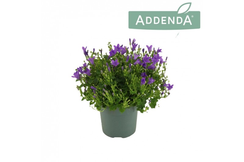 Campanula port. ambella intense purple addenda 
