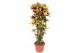 Codiaeum variegatum mrs iceton vertakt 