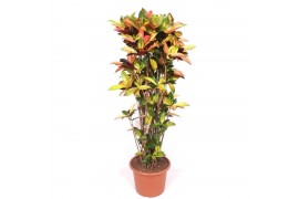 Codiaeum variegatum mrs iceton vertakt