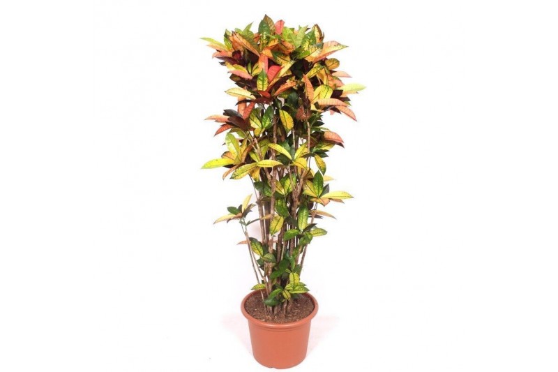 Codiaeum variegatum mrs iceton vertakt 