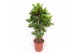 Codiaeum variegata petra Codiaeum Yellow Petra (Croton Yellow Petra) 1 