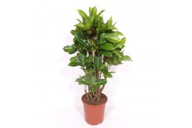 Codiaeum variegata petra Codiaeum Yellow Petra (Croton Yellow Petra) 1
