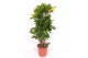 Codiaeum variegata petra Codiaeum Yellow Petra (Croton Yellow Petra) 1 