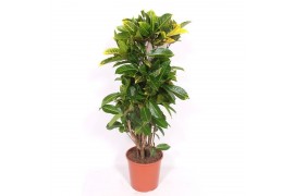 Codiaeum variegata petra Codiaeum Yellow Petra (Croton Yellow Petra) 1