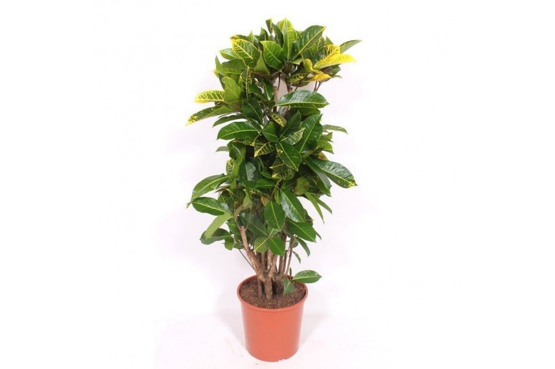Codiaeum variegata petra Codiaeum Yellow Petra (Croton Yellow Petra) 1 