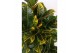 Codiaeum variegata petra Codiaeum Yellow Petra (Croton Yellow Petra) 1 