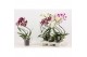 Phalaenopsis mix Phalaenopsis hurricane mix A2 12 bl. 2 tak/plnt 