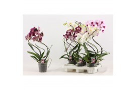 Phalaenopsis mix Phalaenopsis hurricane mix A2 12 bl. 2 tak/plnt