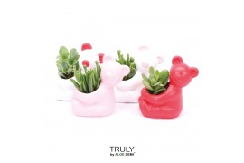 Crassula mix TRULY Crassula, Bear 1 pp