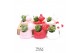 Crassula mix TRULY Crassula, Bear 1 pp 