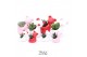 Crassula mix TRULY Crassula, Bear 1 pp 