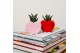 Succulenten TRULY Succulent, Heart mini 1 pp 