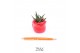 Succulenten TRULY Succulent, Rose mini 1 pp 