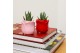 Succulenten TRULY Succulent, Rose mini 1 pp 