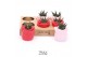 Succulenten TRULY Succulent, Rose mini 1 pp 
