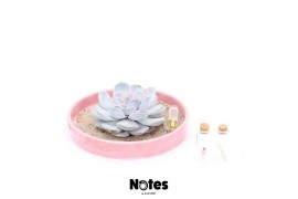 Arrangementen succulenten ROOTLESS Echeveria Ibiza, pink bowl - NOTES 