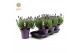 Lavandula stoechas anouk 