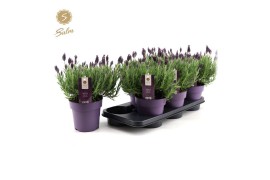 Lavandula stoechas anouk
