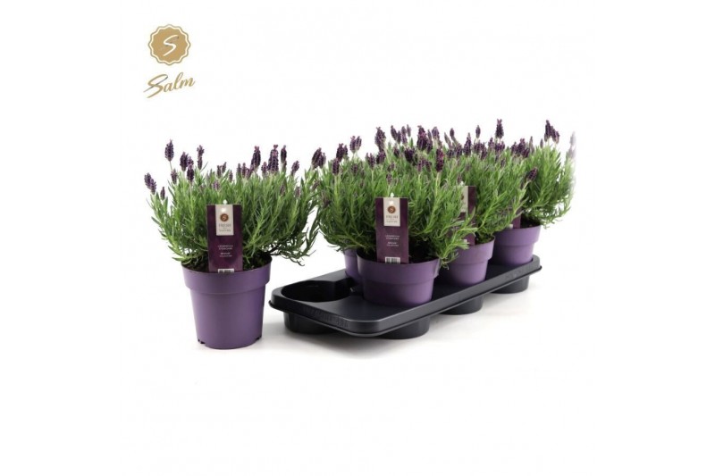 Lavandula stoechas anouk 
