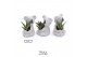 Arrangementen succulenten TRULY Succulent, Koala mini 1 pp 