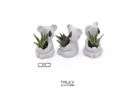Arrangementen succulenten TRULY Succulent, Koala mini 1 pp