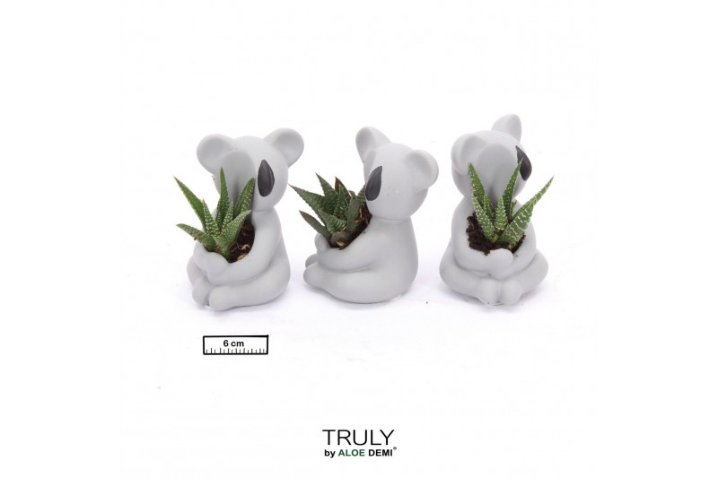 Arrangementen succulenten TRULY Succulent, Koala mini 1 pp 