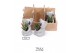 Arrangementen succulenten TRULY Succulent, Koala mini 1 pp 