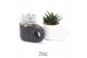 Succulenten TRULY succulent, Penguin pot Disco 1 pp 
