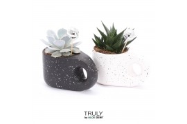 Succulenten TRULY succulent, Penguin pot Disco 1 pp