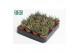 Haworthia fasciata big band 