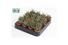 Haworthia fasciata big band