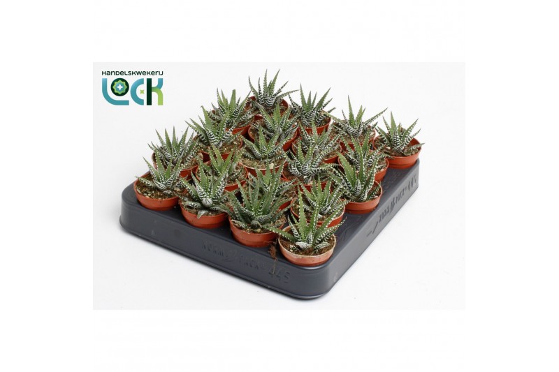 Haworthia fasciata big band 